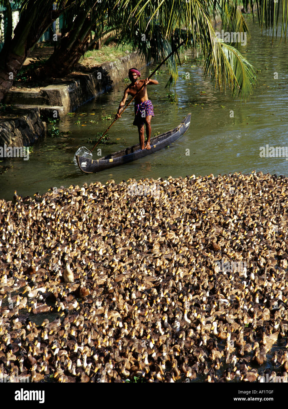 LANDWIRT BEWEGEN SCHWÄRME VON ENTEN ÜBER RÜCKSTAU CANAL ALAPPUZHA Stockfoto