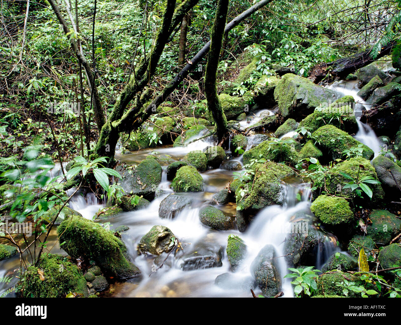 INNENRÄUME DES IMMERGRÜNEN SHOLAS IN MUNNAR KERALA Stockfoto