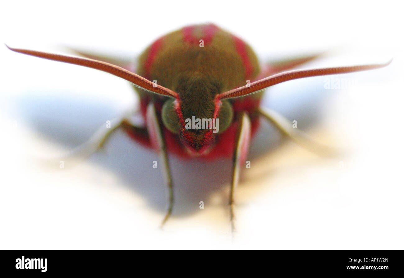 Die Elephant Hawk Moth erschossen auf einem weißen Hintergrund Stockfoto