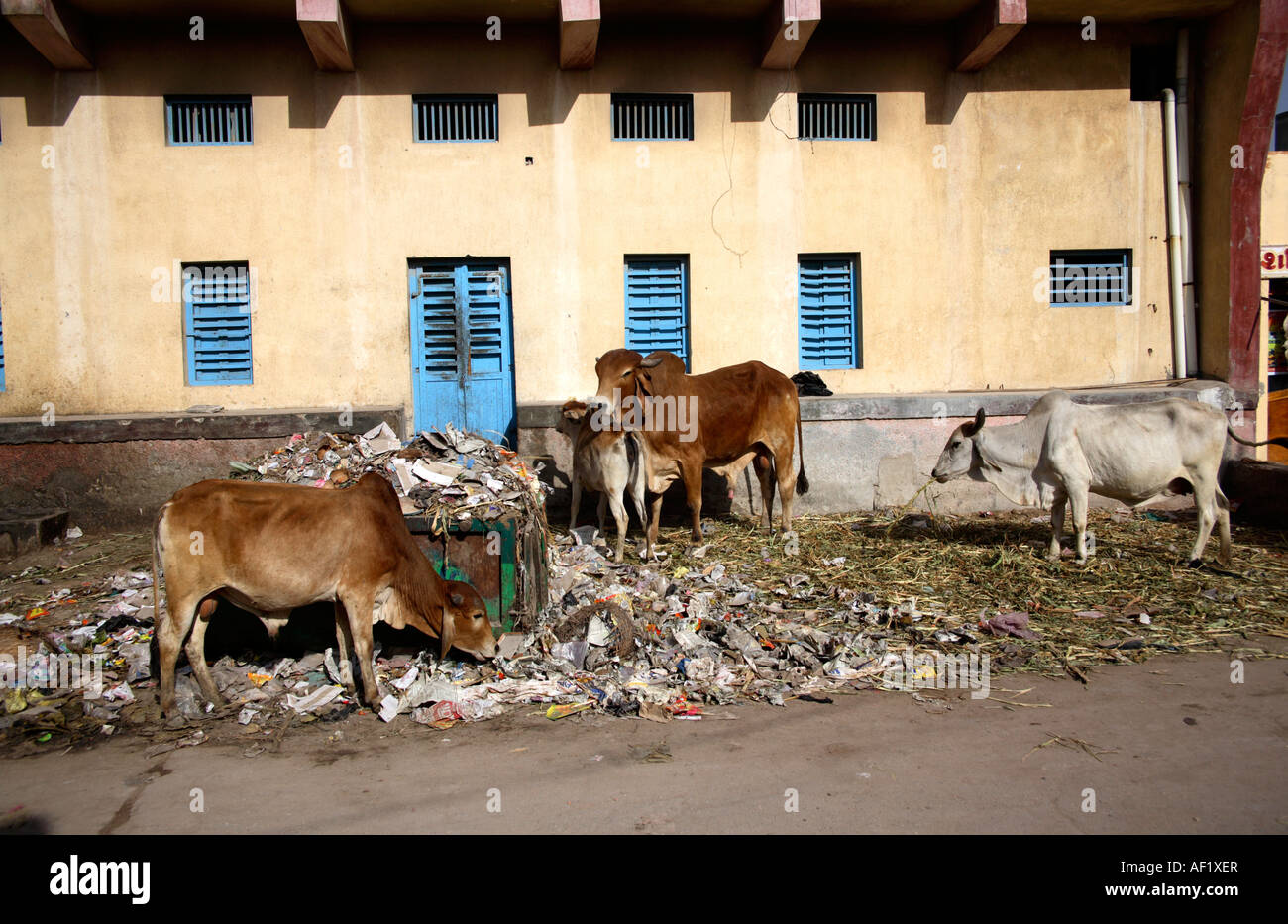 Kühe für Nahrung durch Müll kippen, Dwarka, Gujarat, Indien Stockfoto