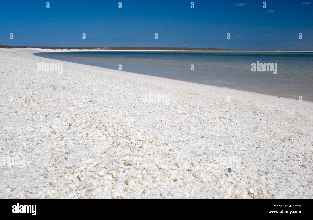 Shell Beach in der Shark Bay, Westaustralien Stockfoto