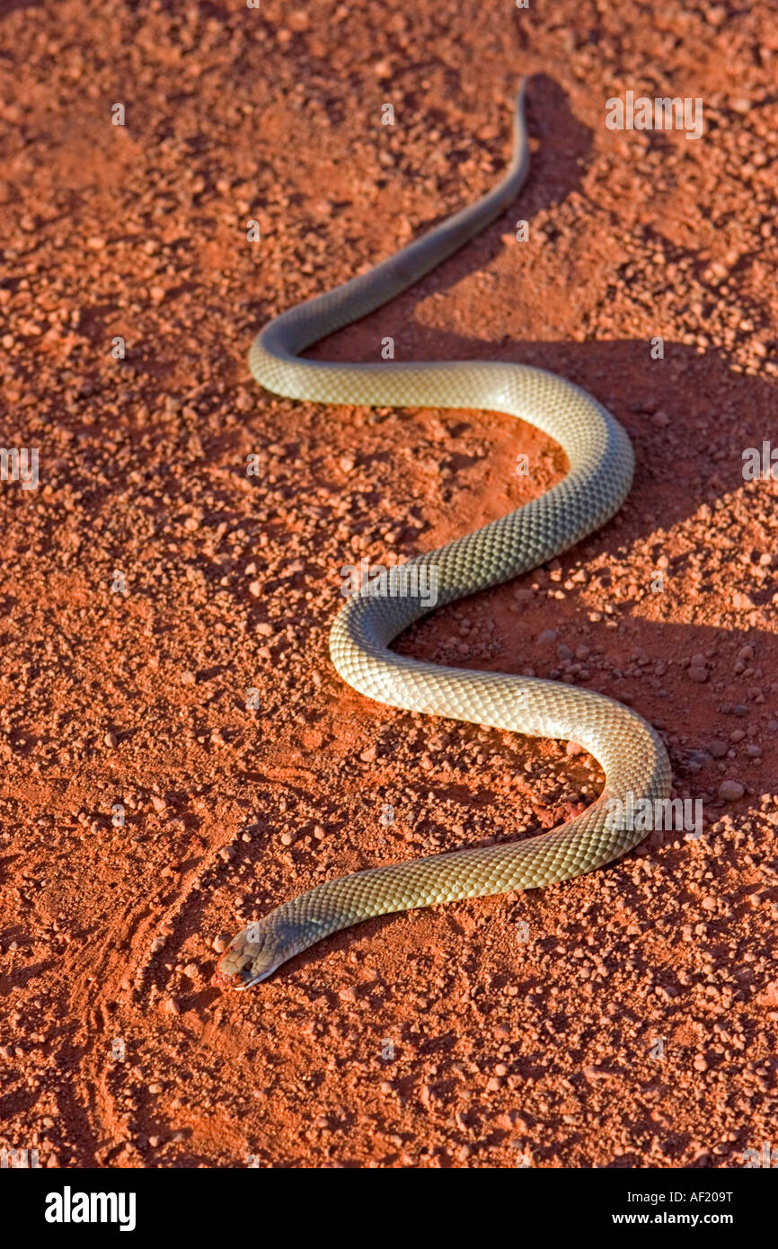 Ein King Brown Snake (Pseudechis Australis) im australischen Outback Stockfoto