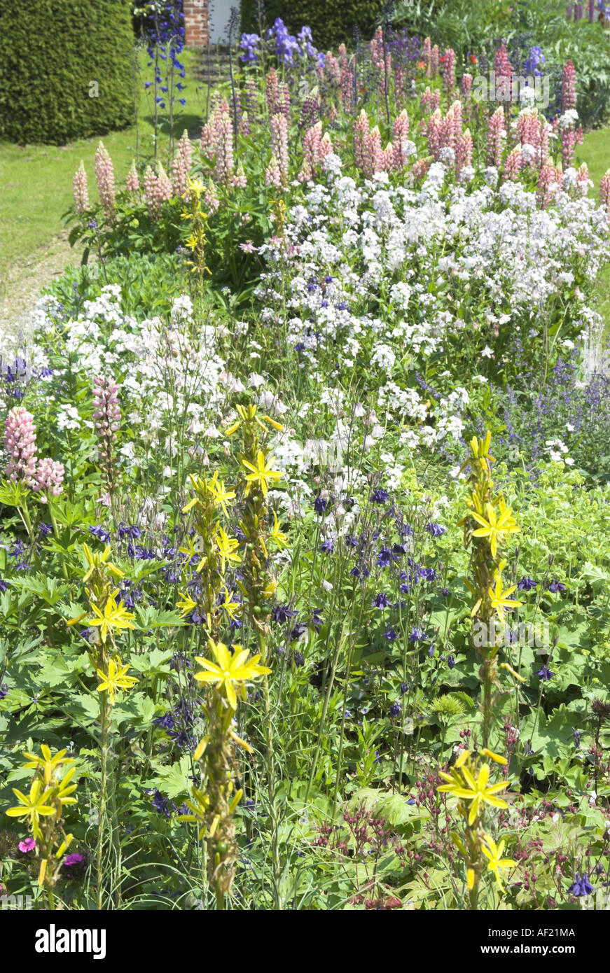 Blick auf einen englischen Cottage Garten mit Lupinen und traditionellen Pflanzen Norfolk UK Juni Stockfoto