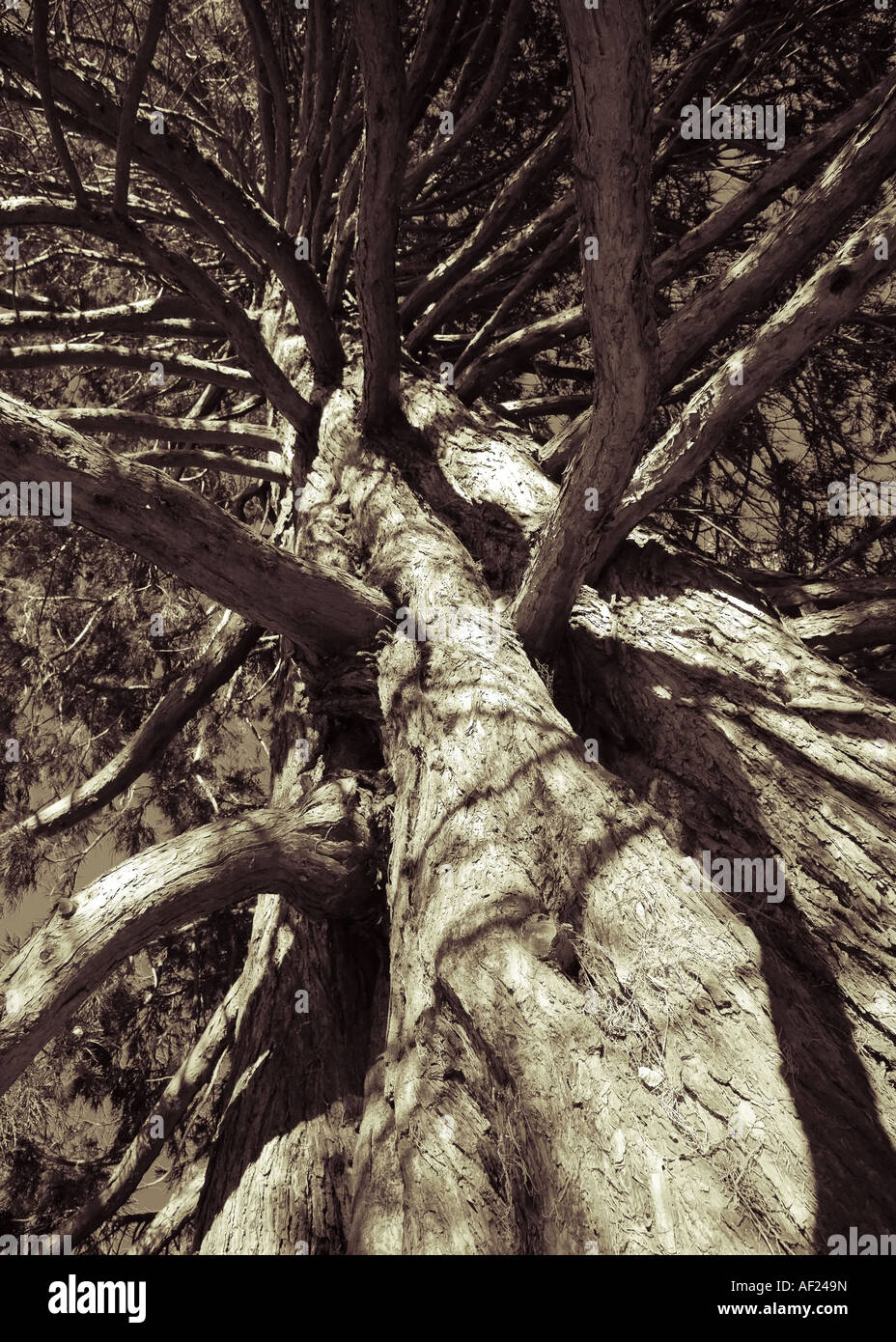 Ein Alter Baum neben Lake Wakatipu, Queenstown, Neuseeland Stockfoto