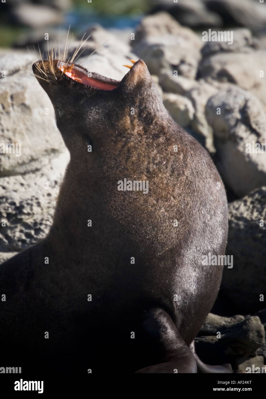 Ein braunes Fell Dichtung gähnen, von Felsen an einem sonnigen Tag umgeben, Neuseeland Stockfoto