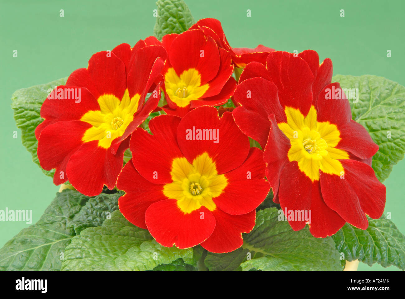 Garten Primel (Primula Acaulis, Hybrid, Primula Vulgaris Hybride), rote Blumen, Studio Bild Stockfoto