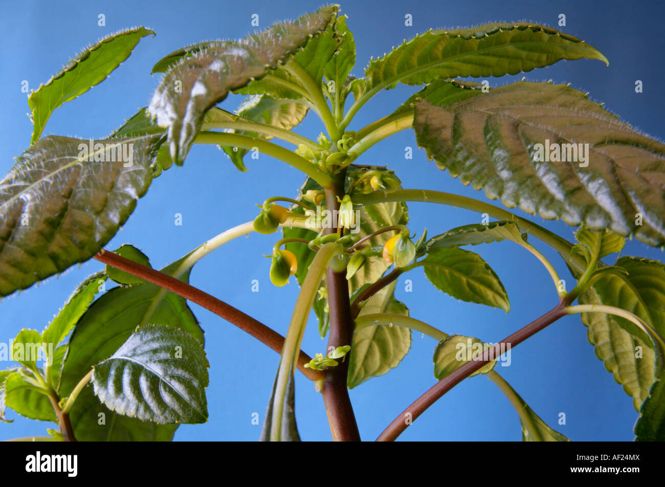 Blätter und Knospen von Impatiens Niamniamensis Kongo Kakadu bilden busy Lizzie Pflanze Stockfoto