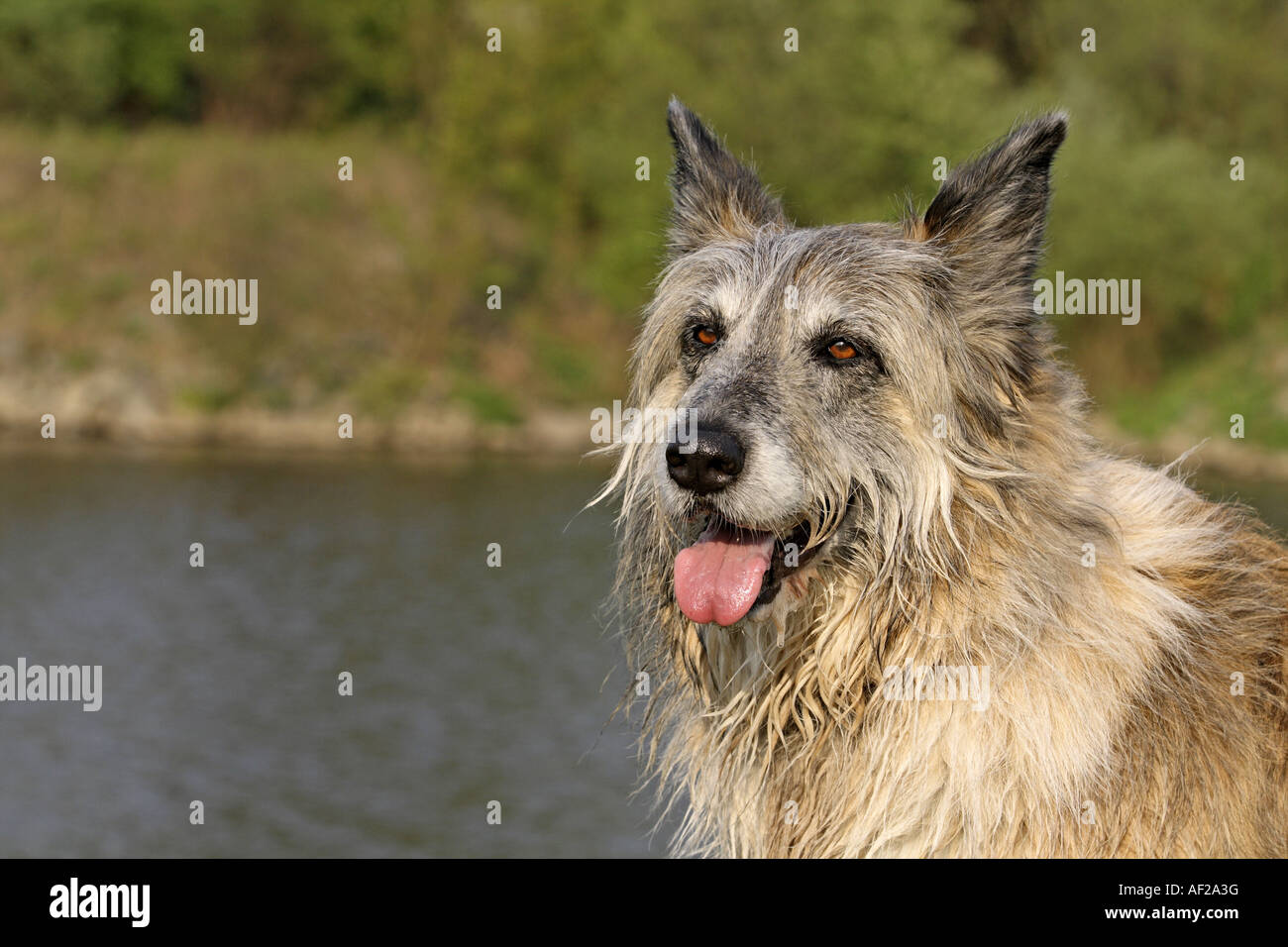 gemischte Rasse Hund (Canis Lupus F. Familiaris), irischer Wolfshund-Collie  Mix, Portrait Stockfotografie - Alamy