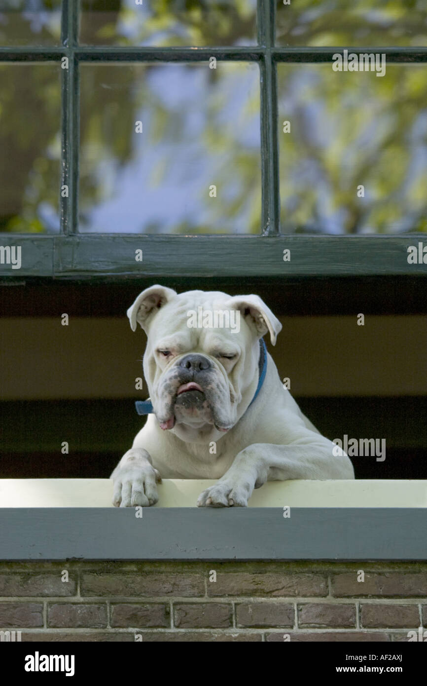 Englische Bulldogge (Canis Lupus F. Familiaris), Blick aus Fenster, Niederlande, Amsterdam Stockfoto