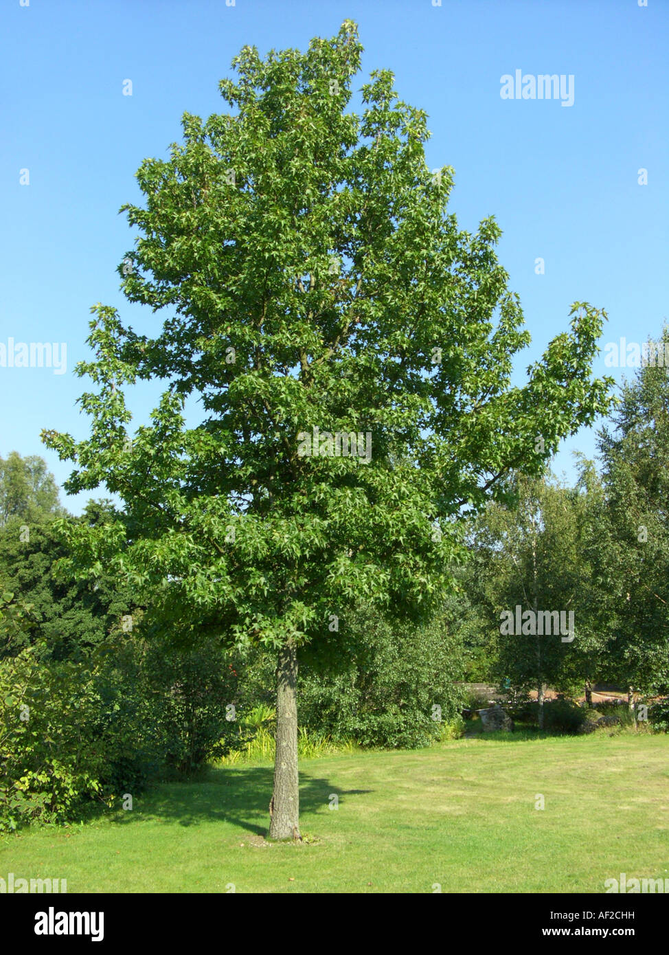 Satin Nussbaum, Amberbaum, Red Gum (Liquidambar Styraciflua) Baum in