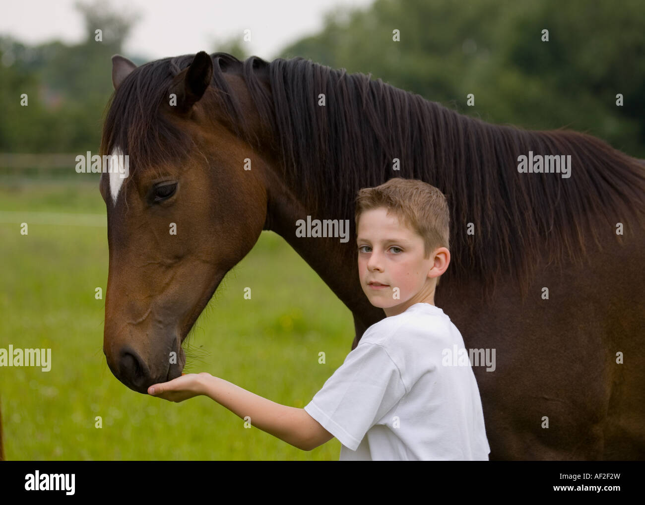 Junge Fütterung Pferd Stockfoto