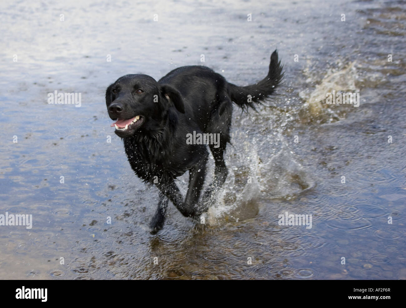 Junge schwarze Labrador Hund läuft durch Wasser Fluss Wye UK Stockfoto