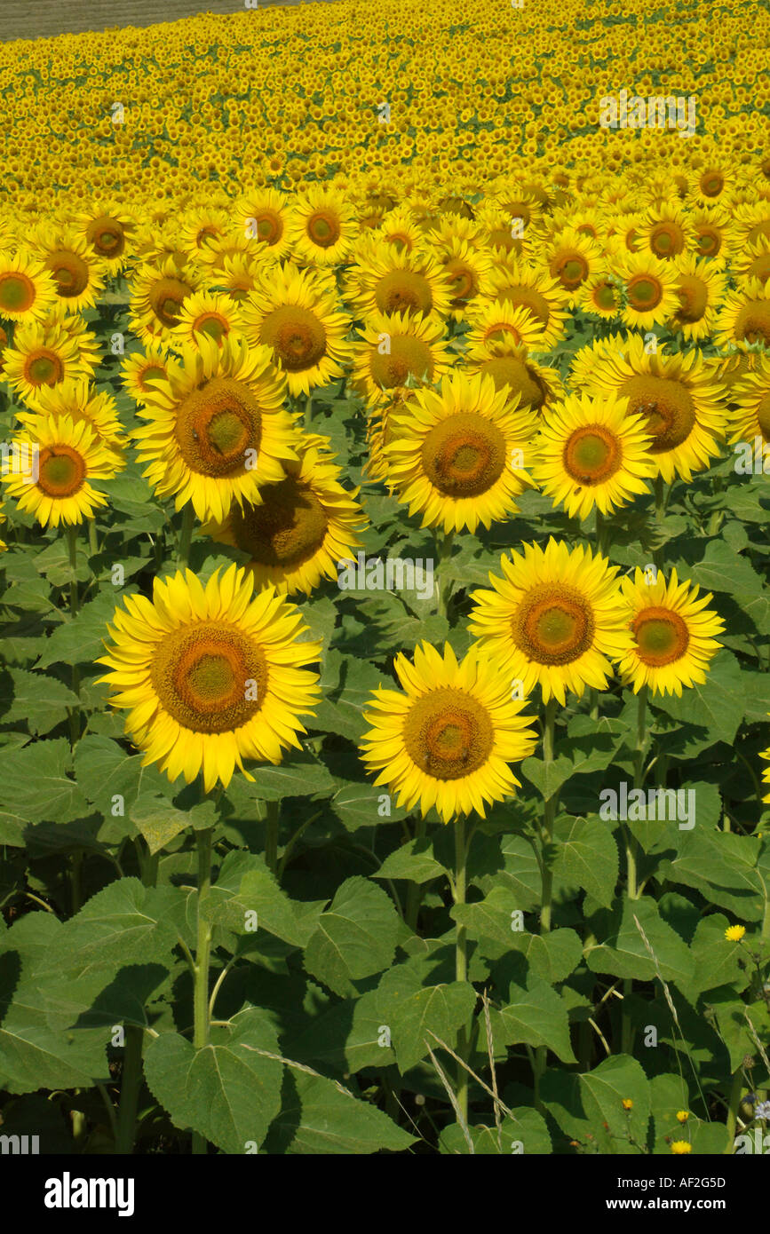 Sonnenblumen Stockfoto