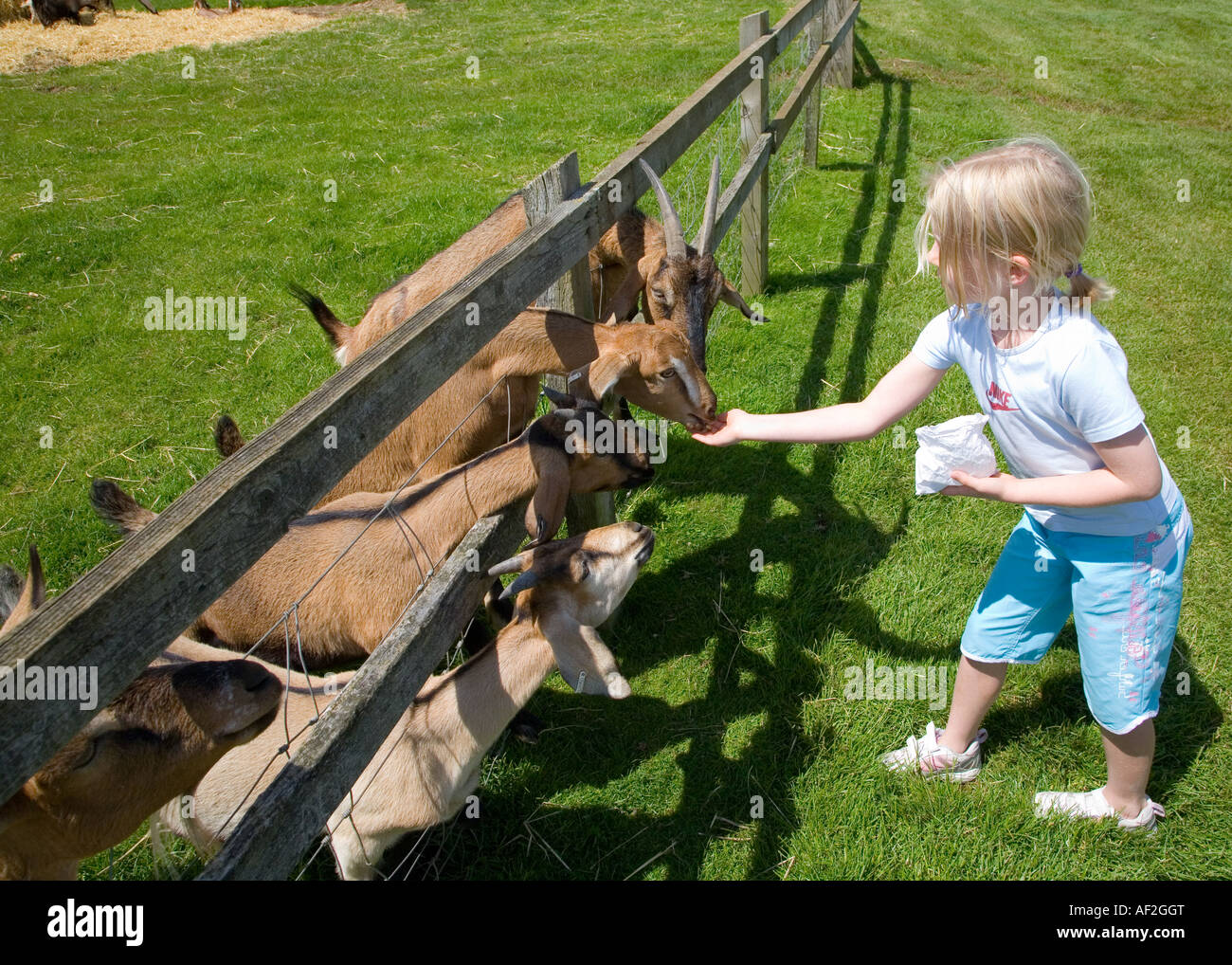 Mädchen, die Ziegen füttern Stockfoto