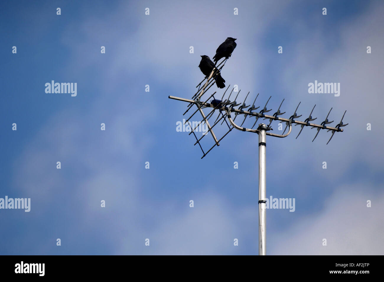 Zwei Vögel saßen auf der Oberseite eine TV-Antenne mit einem blauen Himmel dahinter. Stockfoto