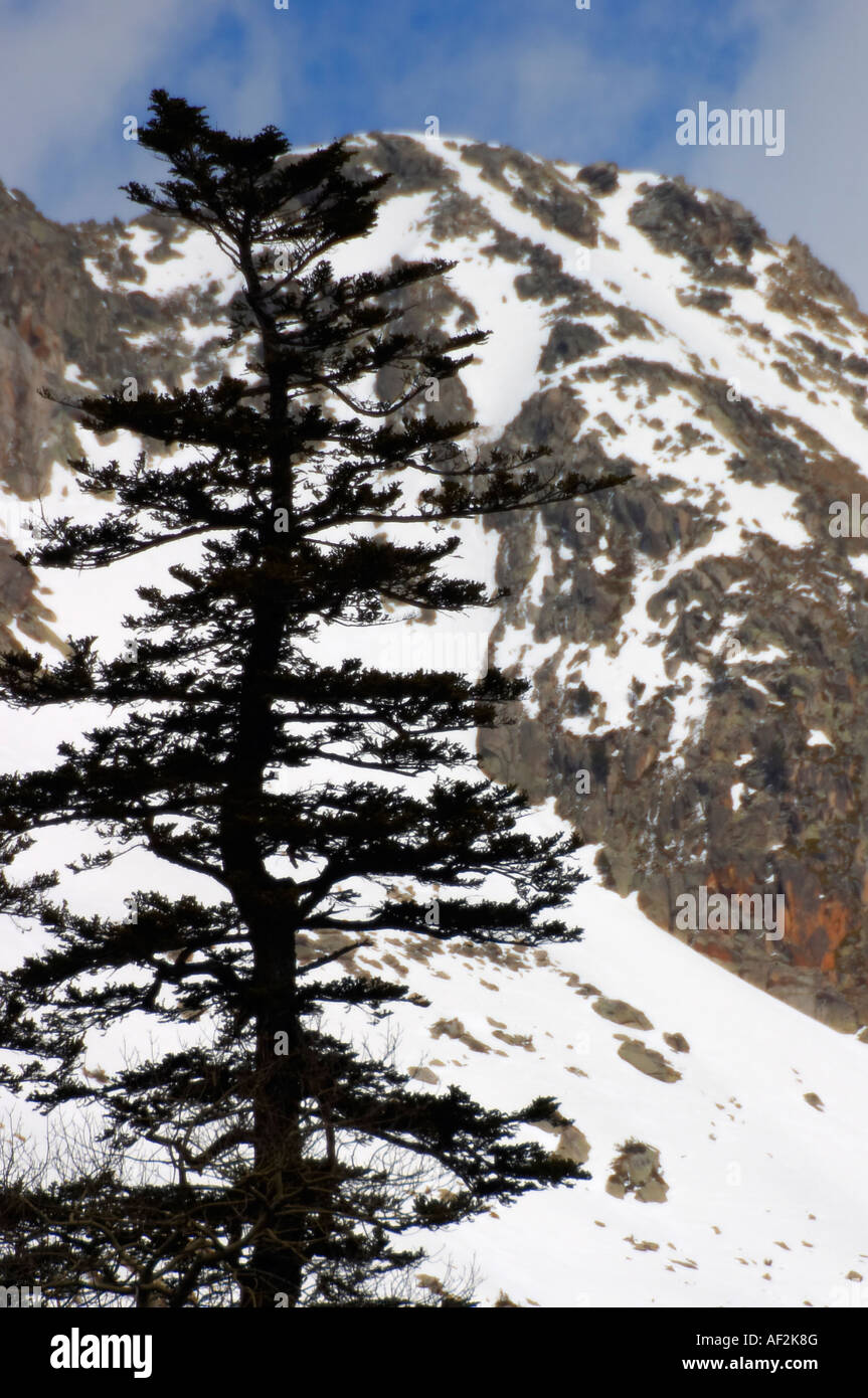 Detail-Bergpark nationalen Aiguestortes Lago San Mauricio, Lleida, Spanien. Stockfoto