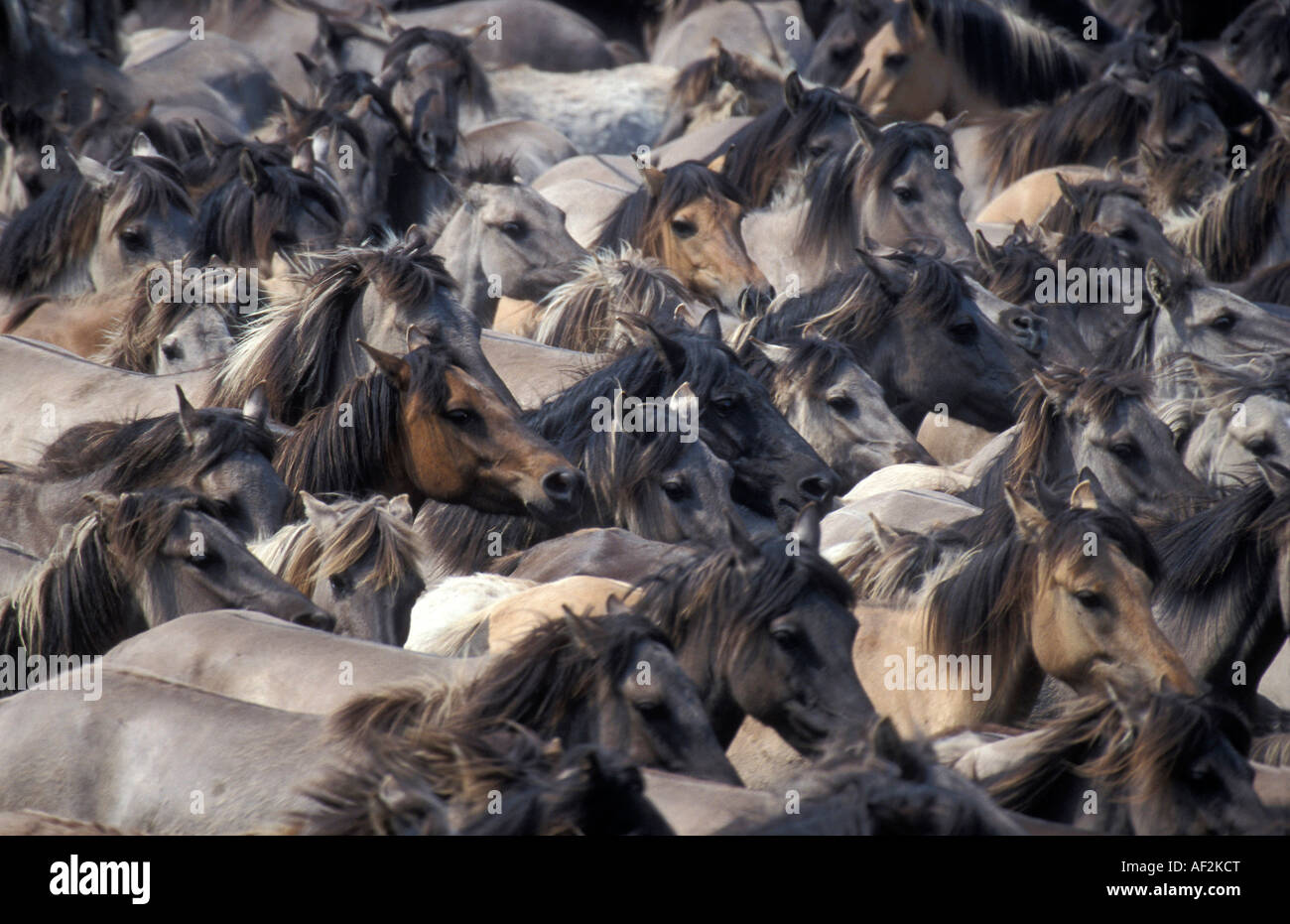 eine überfüllte Herde von Wildpferden in Dülmen Stockfoto