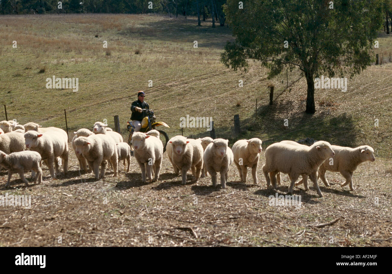 Cowra New South Wales Australien Man Musterung Lämmer auf dem Motorrad Stockfoto