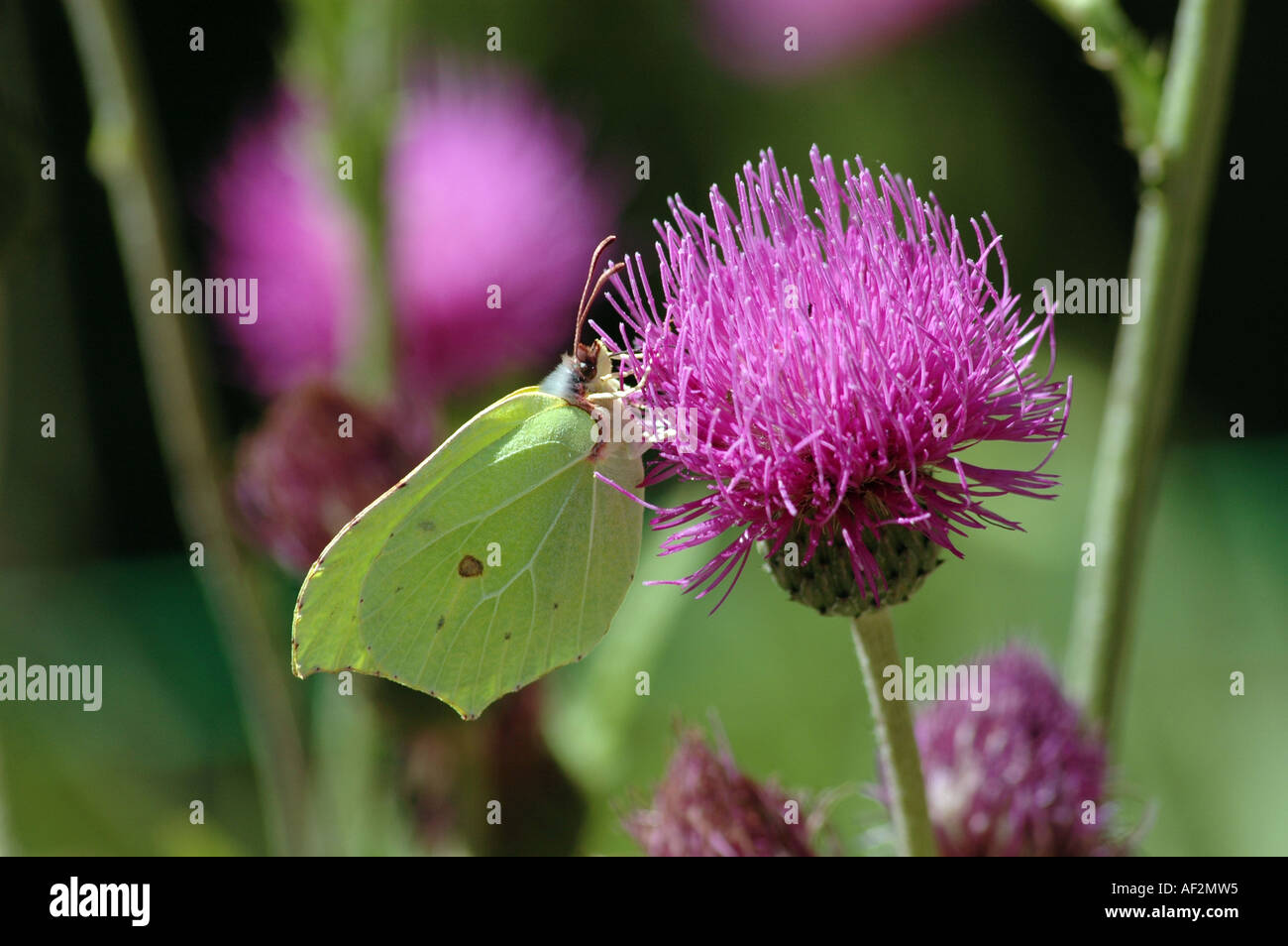 Tuberöse Distel Cirsium Tuberosum und Brimstone Schmetterling Gonepteryx rhamni Stockfoto