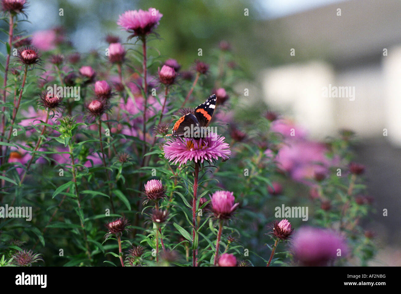 Red Admiral Schmetterling auf einige Astern Stockfoto