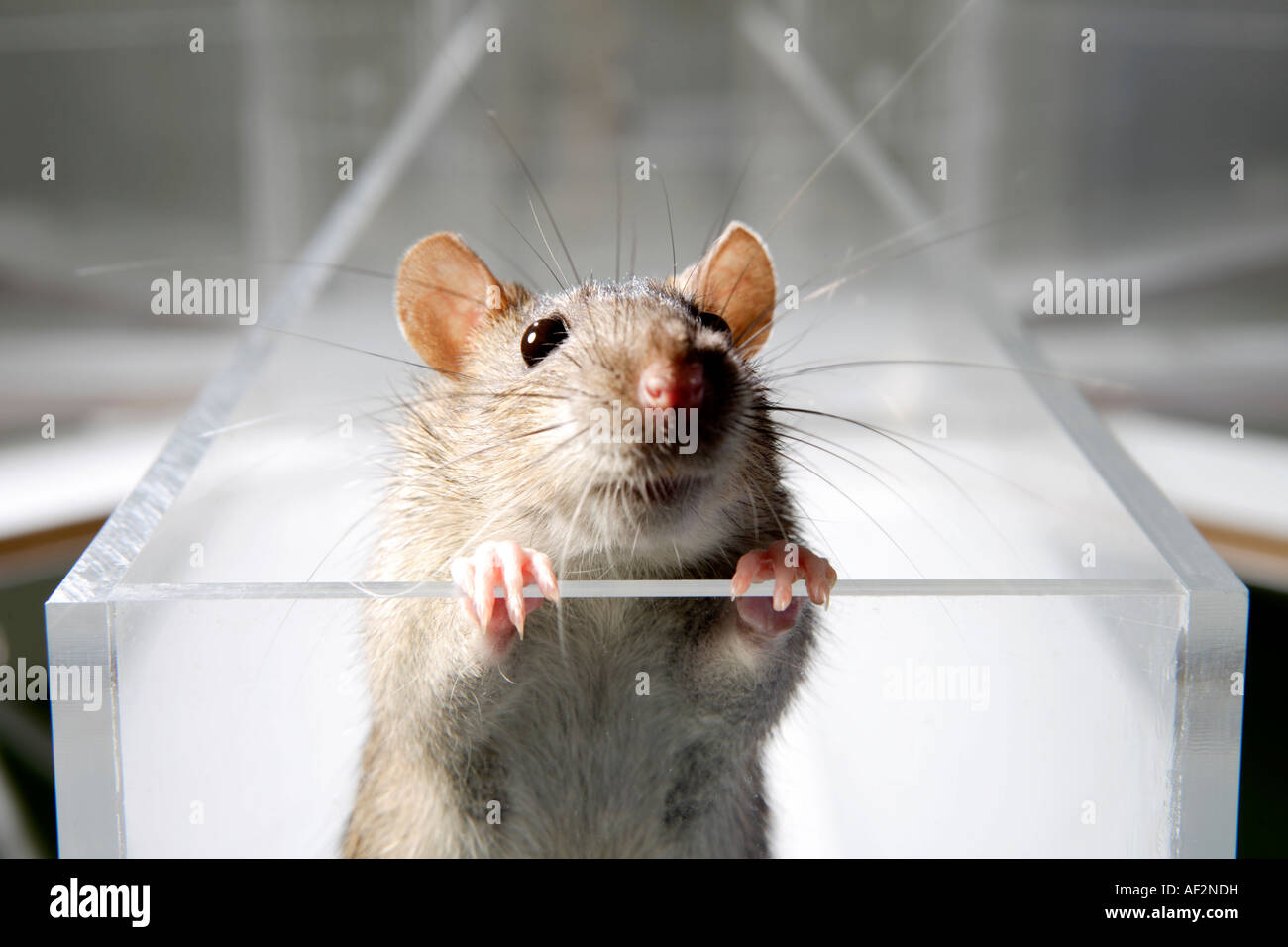 Laborratte im Psychologischen Experiment Glaslabyrinth in einem Wissenschaftslabor Stockfoto