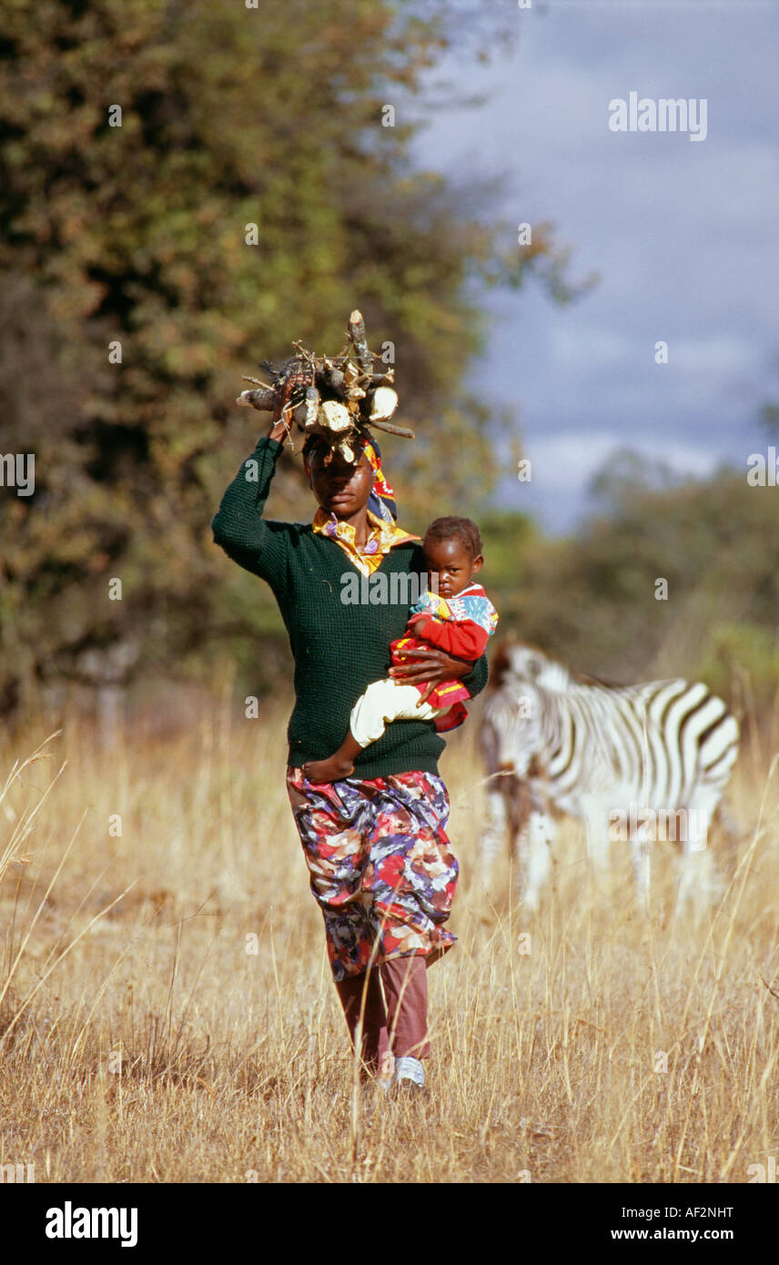 Simbabwe-Harare, Frau mit Kind mit Brennholz. Zebra im Hintergrund Stockfoto