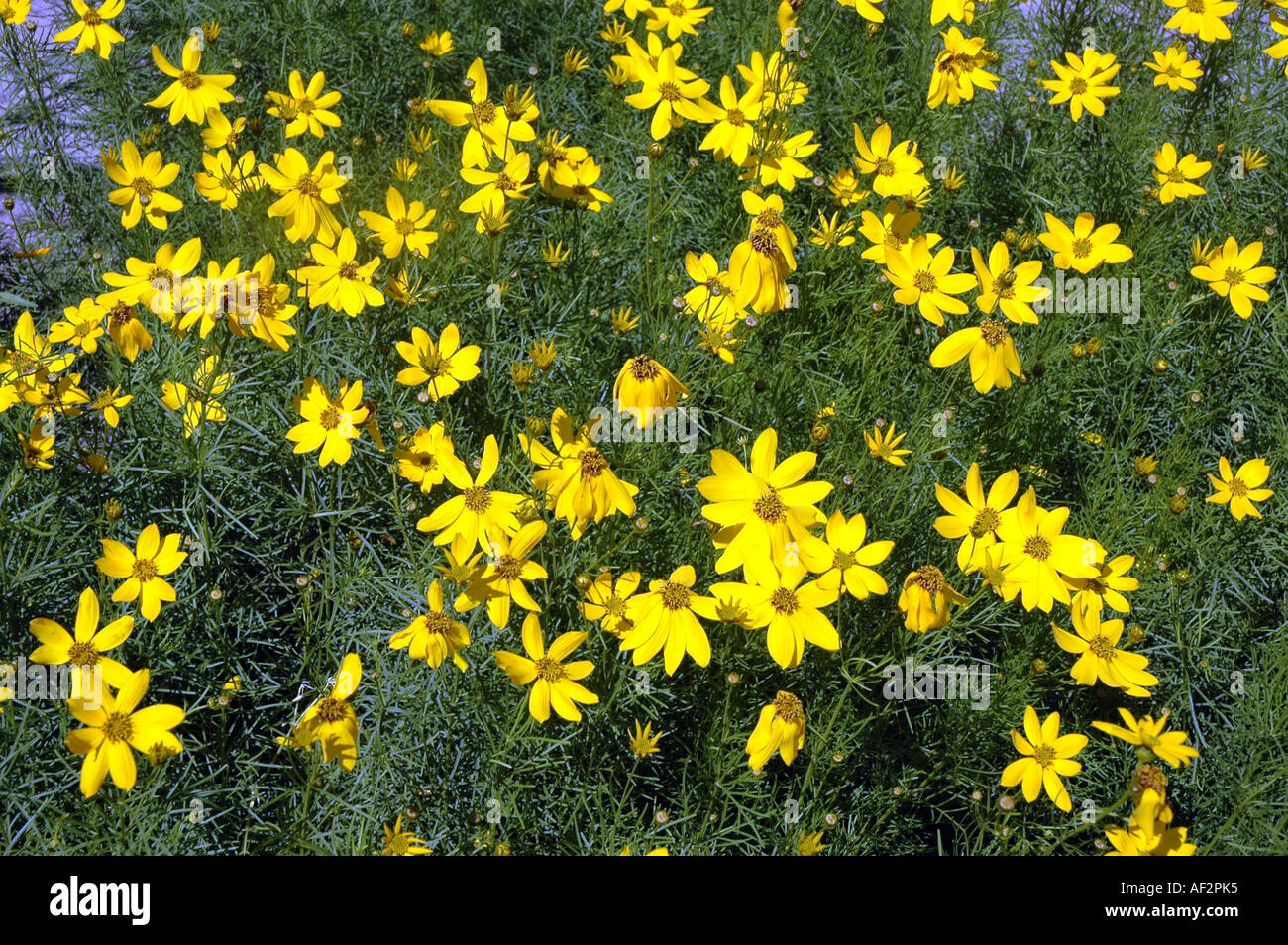 Quirlige Coreopsis Coreopsis Verticillata auch als Thread-leaved Tickseed oder Pot of gold Stockfoto