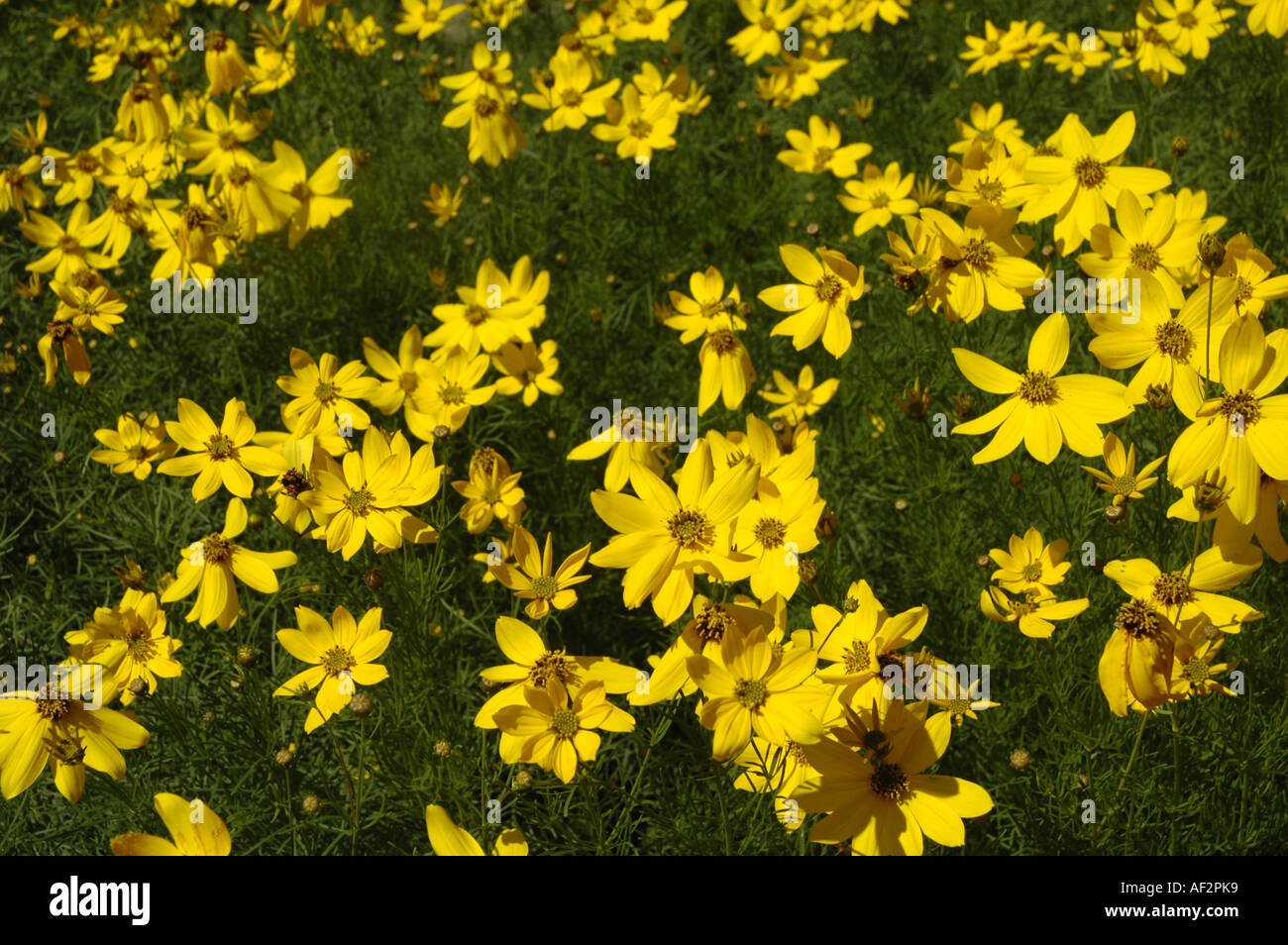 Quirlige Coreopsis Coreopsis Verticillata auch als Thread-leaved Tickseed oder Pot of gold Stockfoto