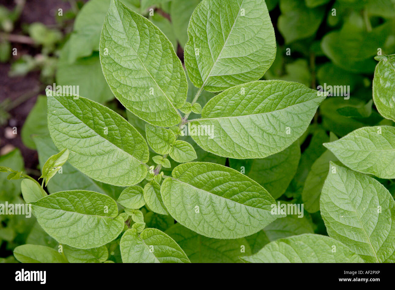 Grüne Blätter aus Kartoffelpflanze (Solarium Tuberosum) Stockfoto