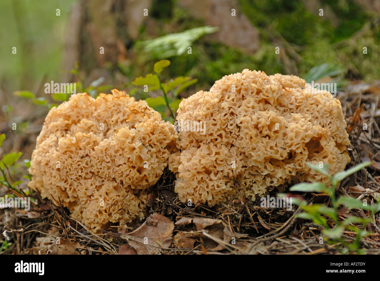 Blumenkohl-Pilz (Sparassis Crispa), zwei Pilze auf dem Waldboden Stockfoto
