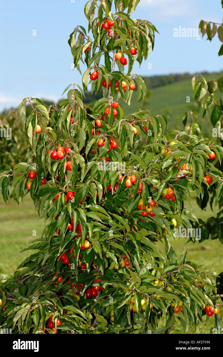 Cornelian Cherry (Cornus Mas), Sorte: Schumener, Busch in Obst Stockfoto