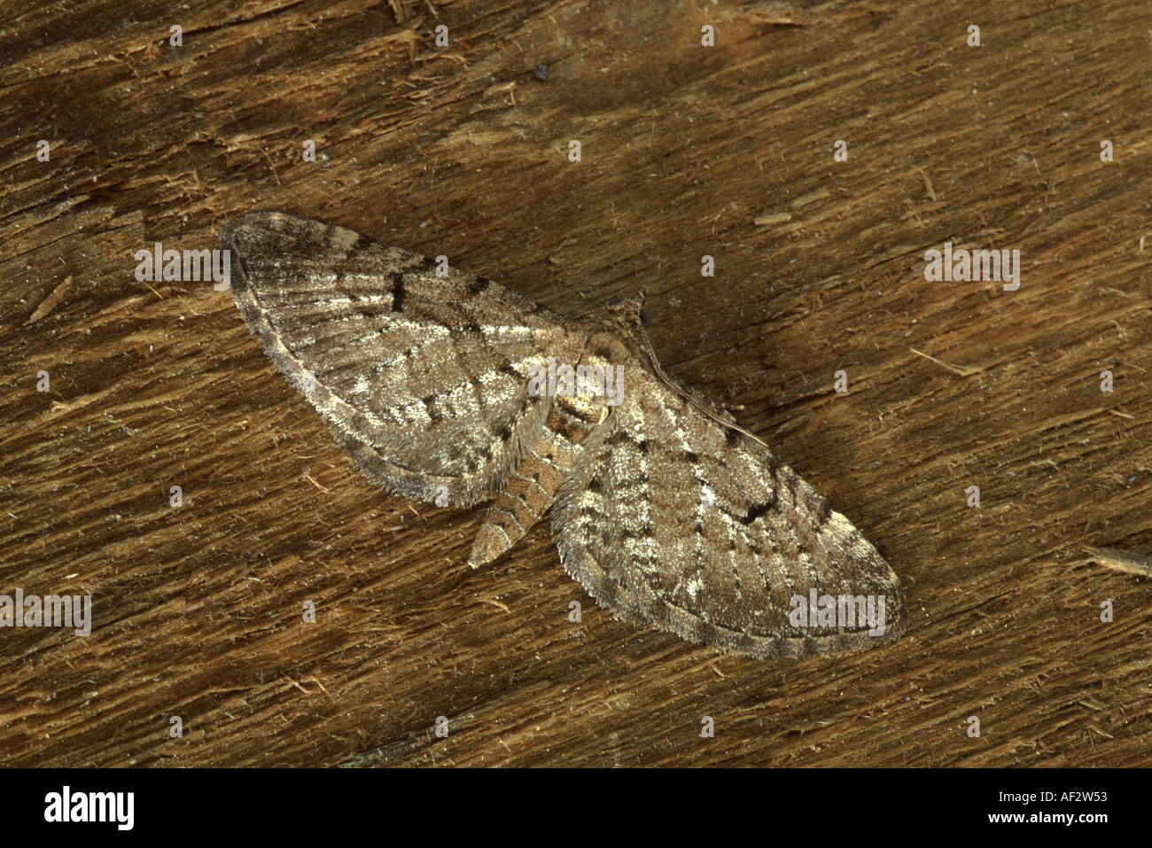 Wermut Mops Eupithecia absinthiata Stockfoto