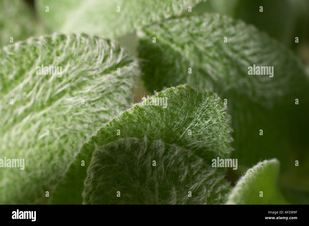 Nahaufnahme eines Lamms Ohr Stachys Lanata Stockfoto