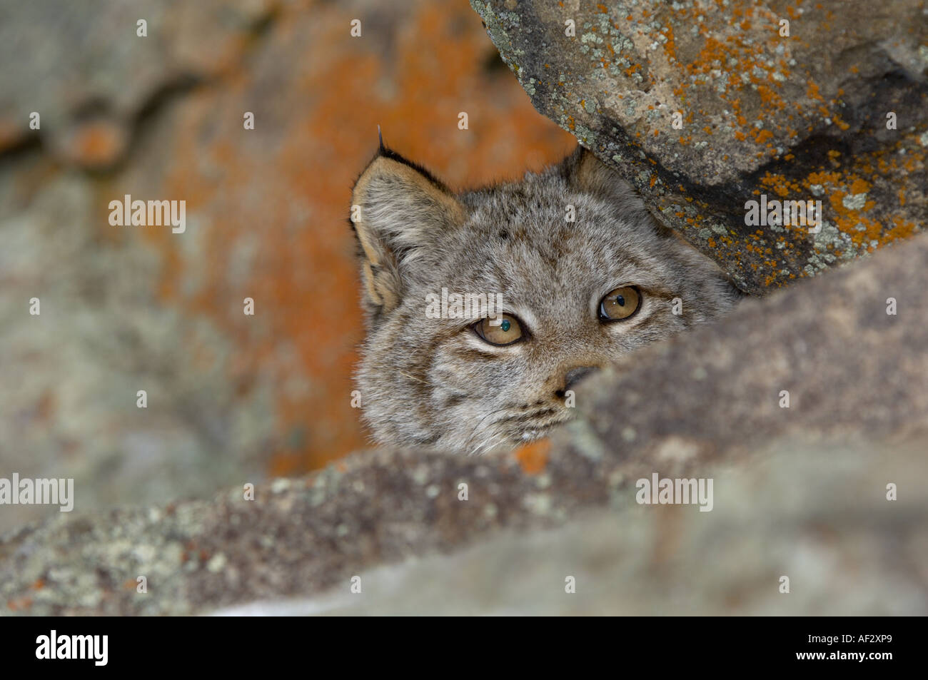 Kanadischer Lynx Lynx Canadensis Kopf guckt von hinten rockt USA Stockfoto