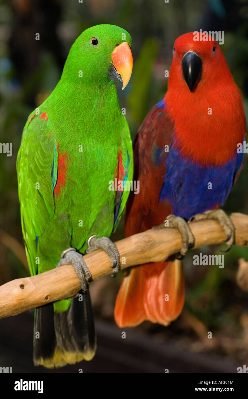 Edelpapagei, Eclectus Roratus Weibchen ist rot und männliche ist grün, Jurong Bird Park, Singapur. Stockfoto