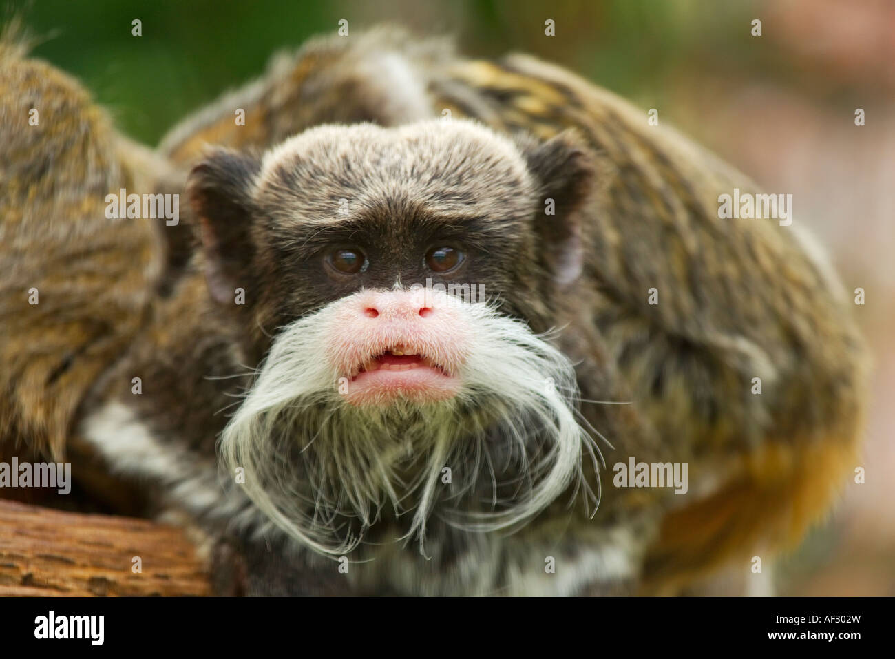 Kaiser Tamarin starren SAGUINUS IMPERATOR Stockfoto