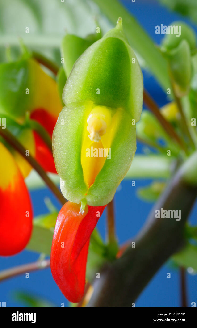 Nahaufnahme der Blüte von Impatiens Niamniamensis Kongo Kakadu busy Lizzie Stockfoto