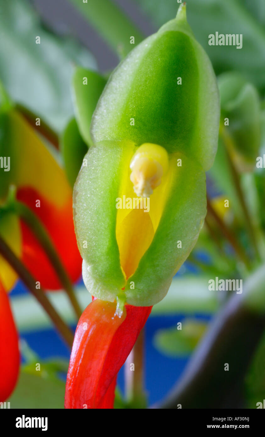 Nahaufnahme der Blüte von Impatiens Niamniamensis Kongo Kakadu busy Lizzie mit Stempel Stockfoto