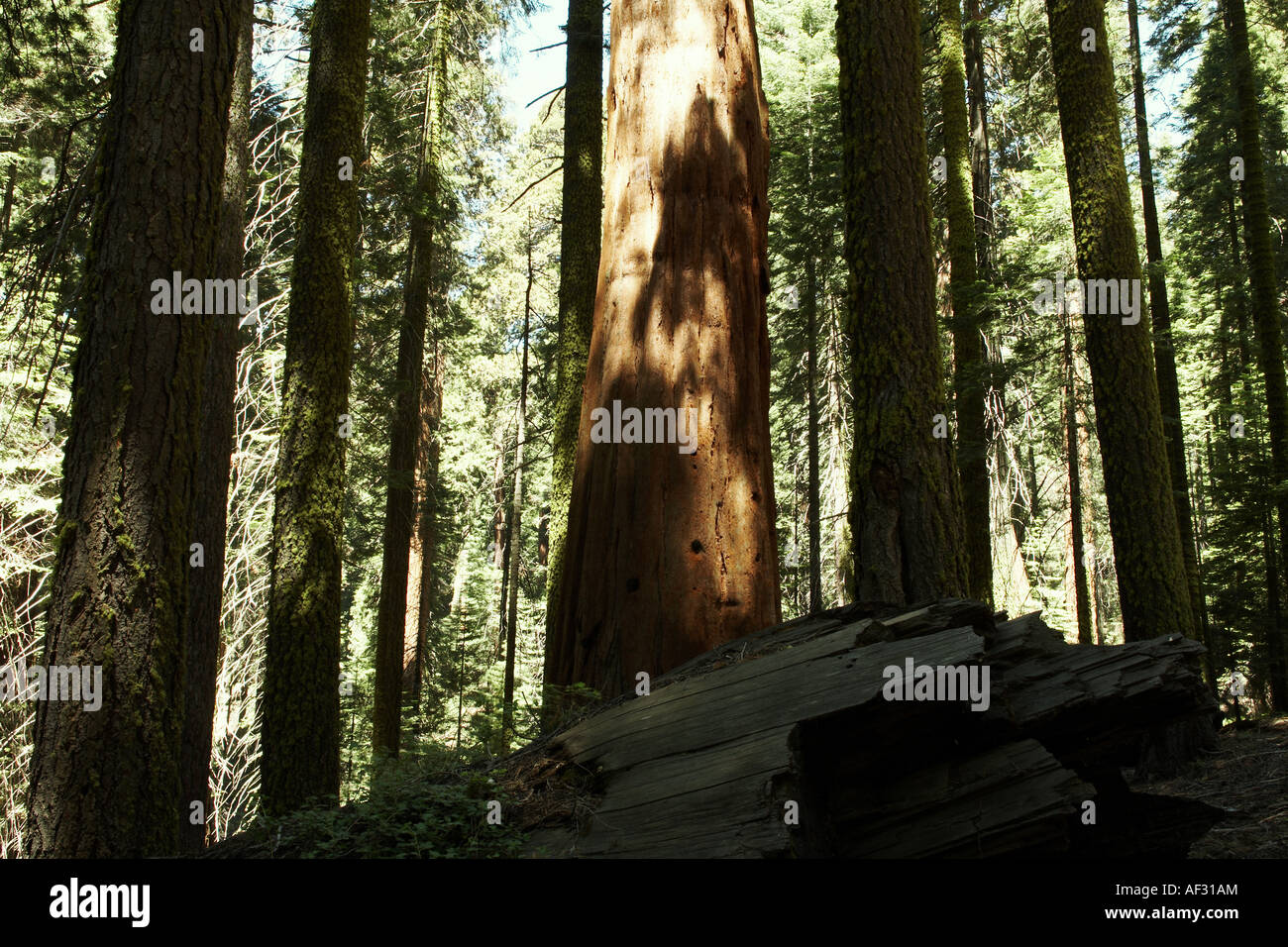 Ausgehöhlt Redwood Grove im Sequoia National Park, Zentral-Kalifornien, USA Stockfoto