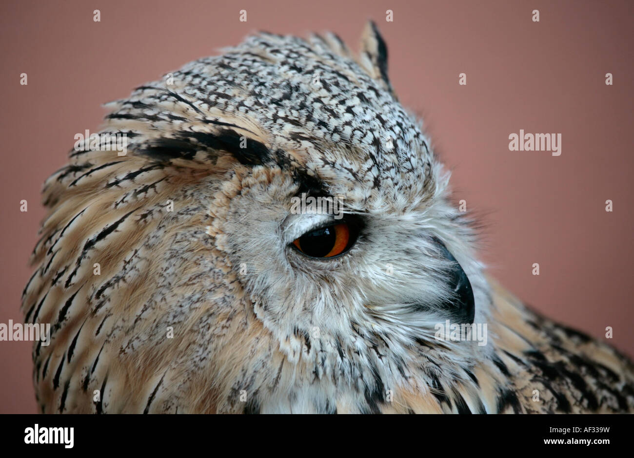 Kopf der Turkmenischen Adlereule (Bubo bubo turcomanus) im Profil Stockfoto