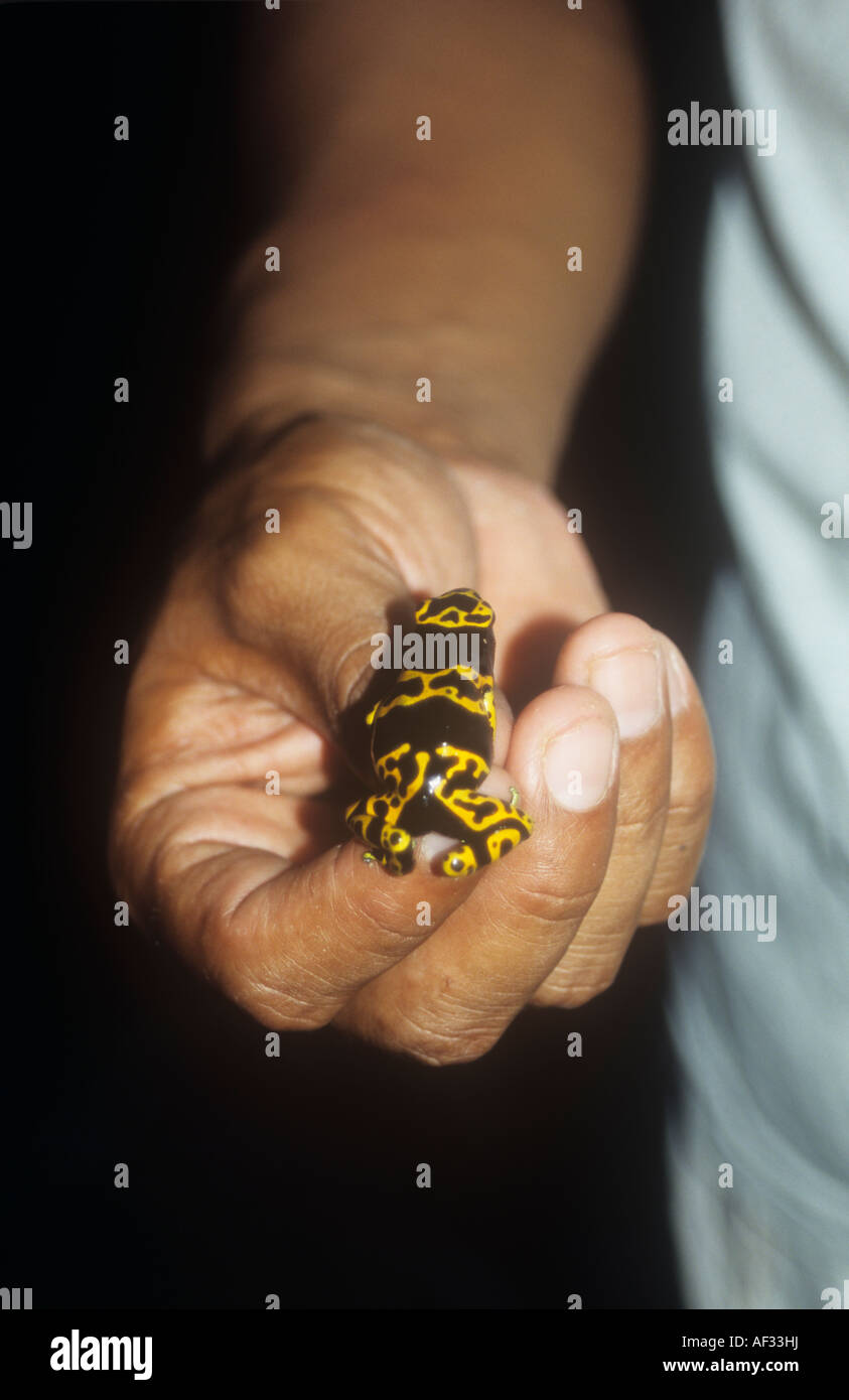 Gelb-banded Poison Arrow Frog (Dendrobates Leucomelas) Stockfoto
