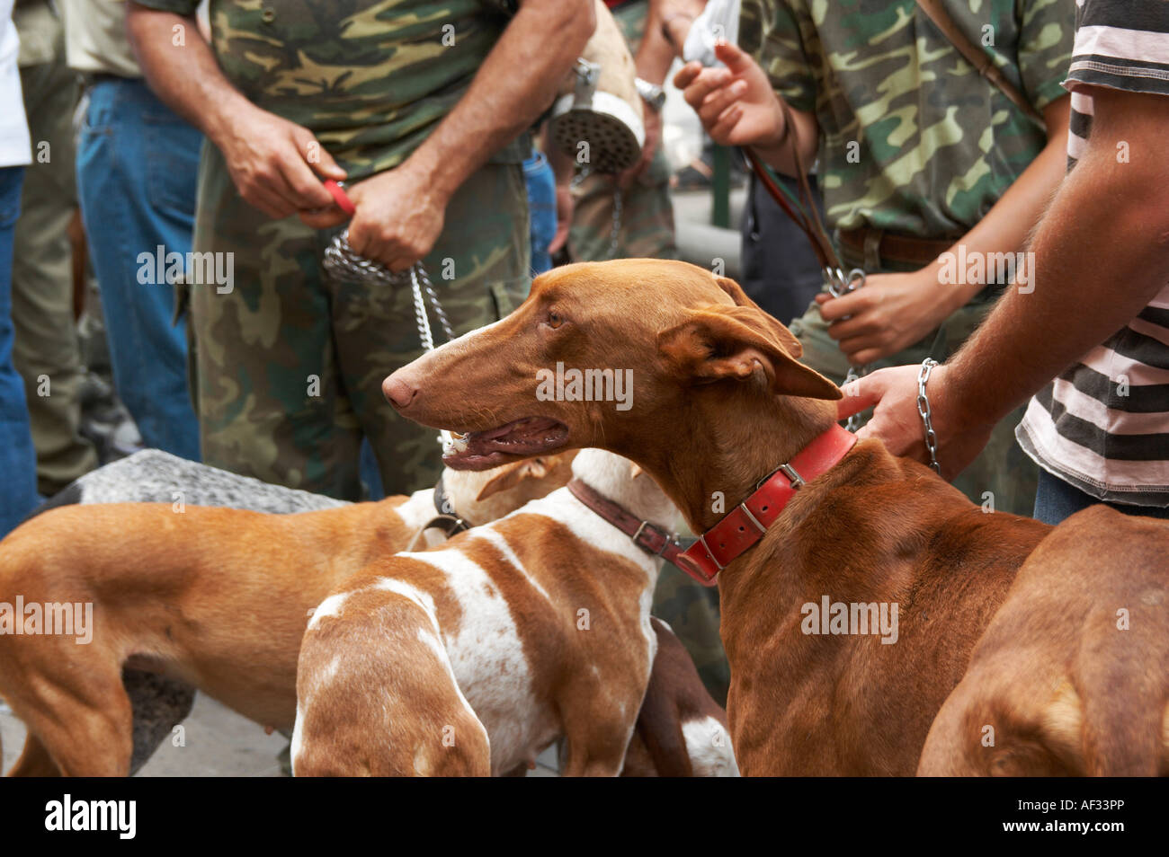 Spanische Jäger und ihre Hunde vor dem Rathaus in Las Palmas, Gran Canaria,  Kanarische Inseln, Spanien, Europa protestieren Stockfotografie - Alamy
