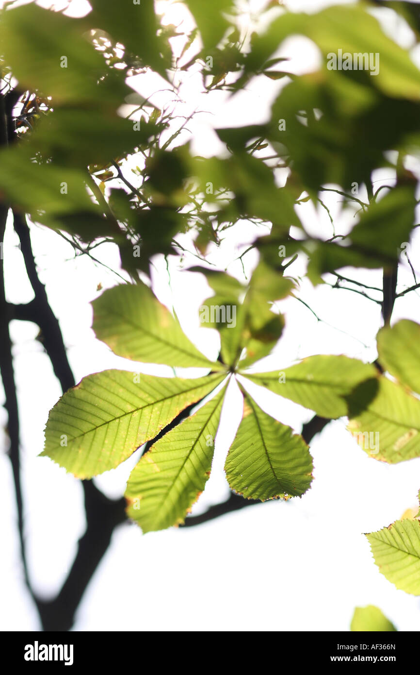 Blätter des Baumes Rosskastanie Stockfoto