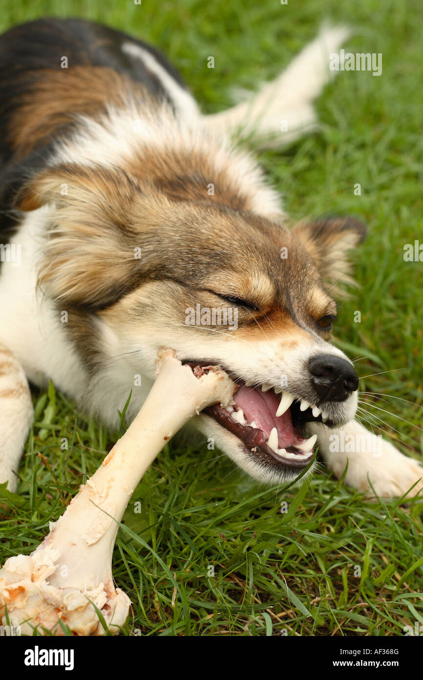 Hund einen Knochen Essen genießen Stockfoto