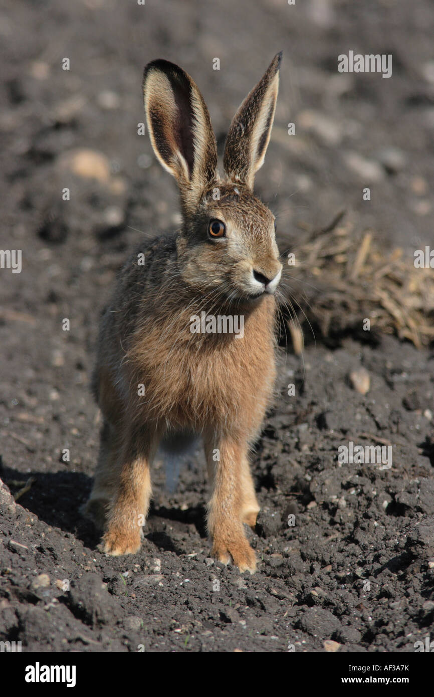 Feldhase (Lepus Europaeus), am Acker, Deutschland, Bayern Stockfoto