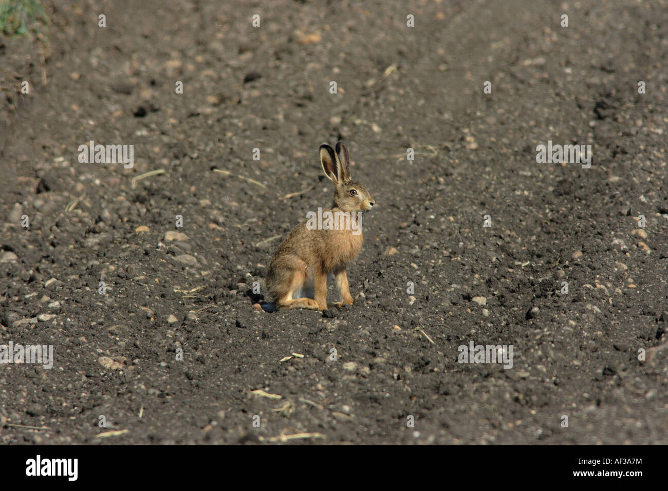 Feldhase (Lepus Europaeus), am Acker, Deutschland, Bayern Stockfoto