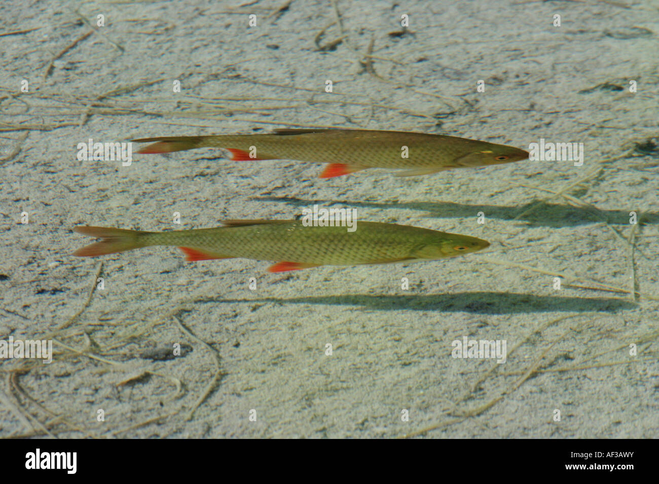 Rotfeder (Scardinius Erythrophthalmus), im klaren Wasser über Sandground, Deutschland, Bayern, Frillen- Stockfoto
