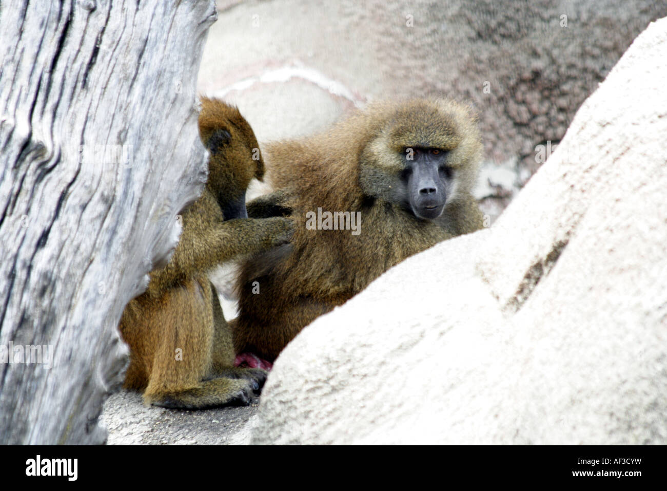 GUINEA-Pavian (Papio Papio) Stockfoto