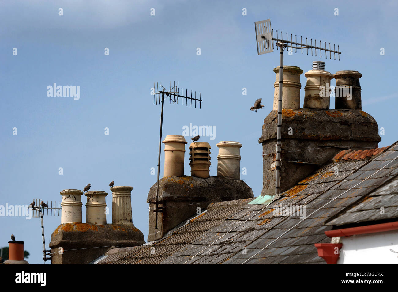 Schornsteine auf eine Reihe von Reihenhäusern in Barnstaple, North Devon. Stockfoto
