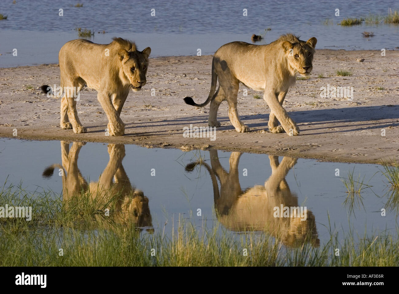 Löwe (Panthera Leo), zwei junge Männer an einer Wasserstelle, Namibia, Etosha NP Stockfoto